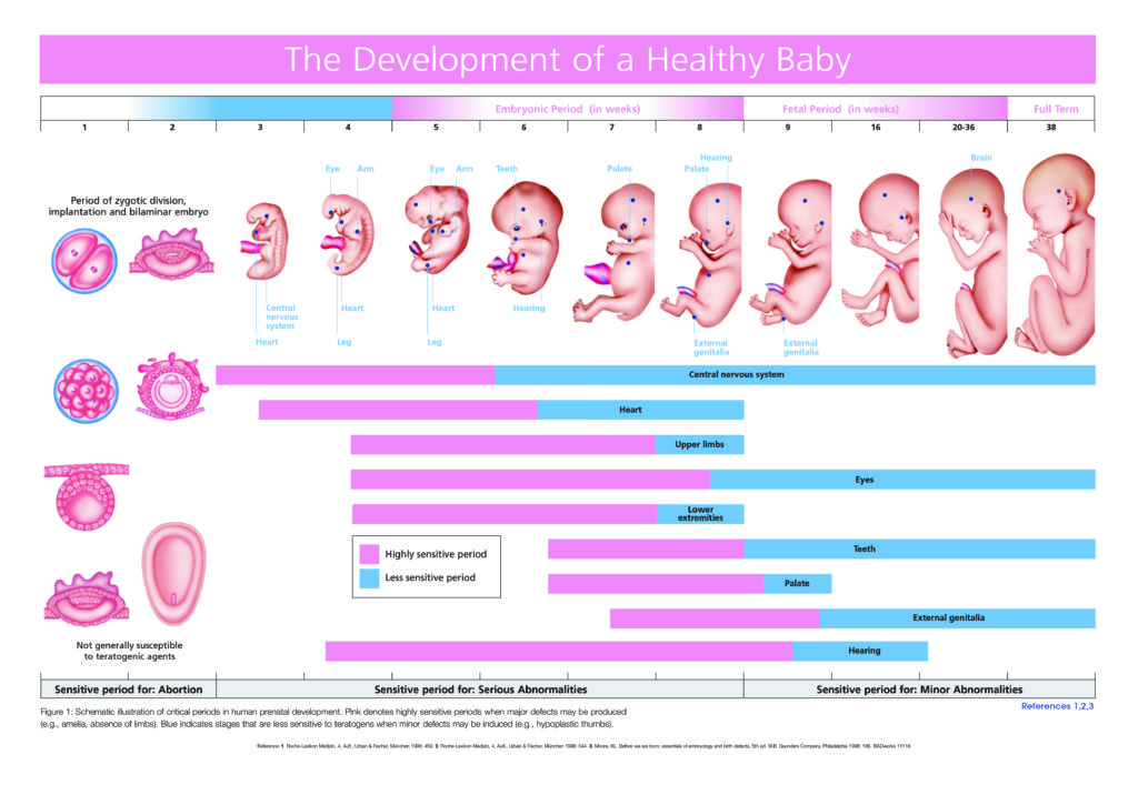 Critical Periods In Human Development Chart