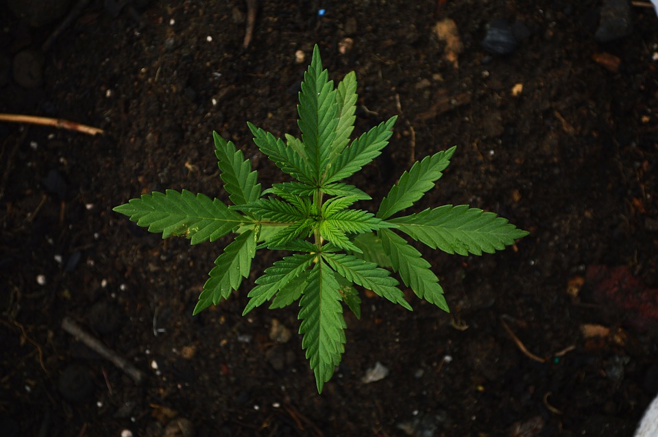 cannabis plant