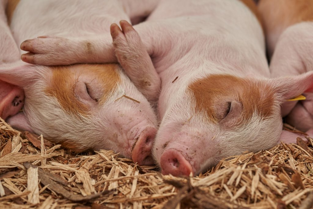 Pigs sleeping