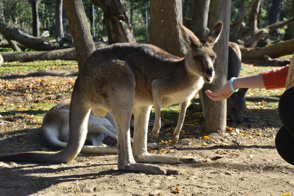 Kangaroo