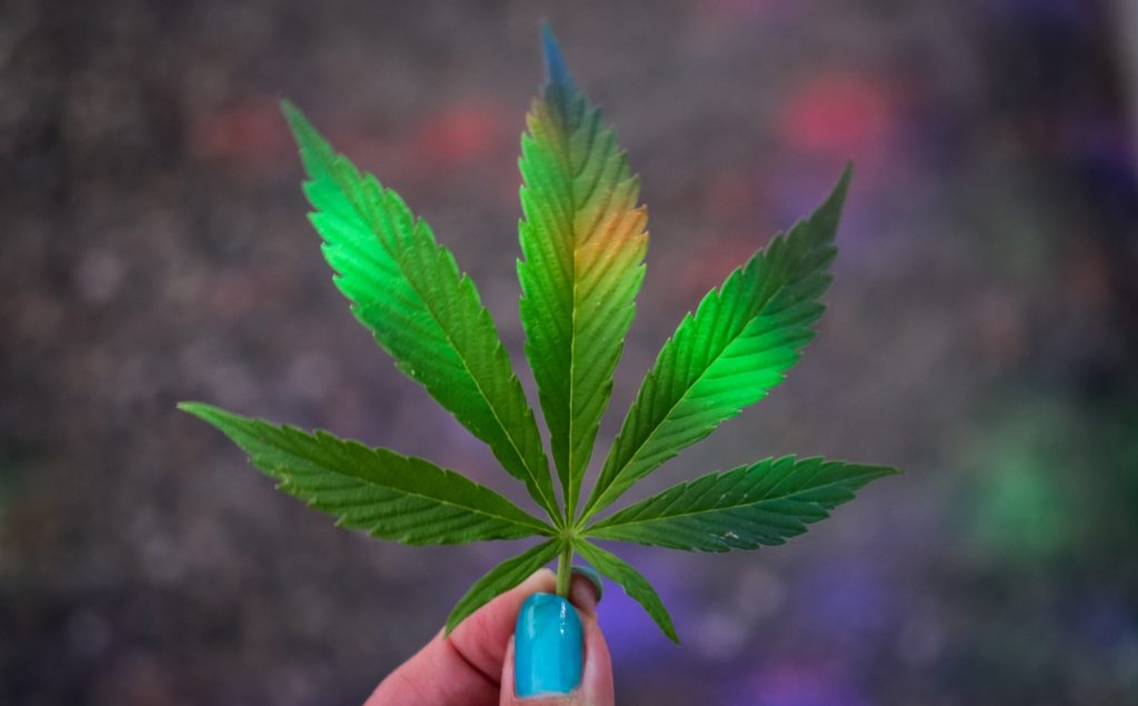 Cannabis leaf