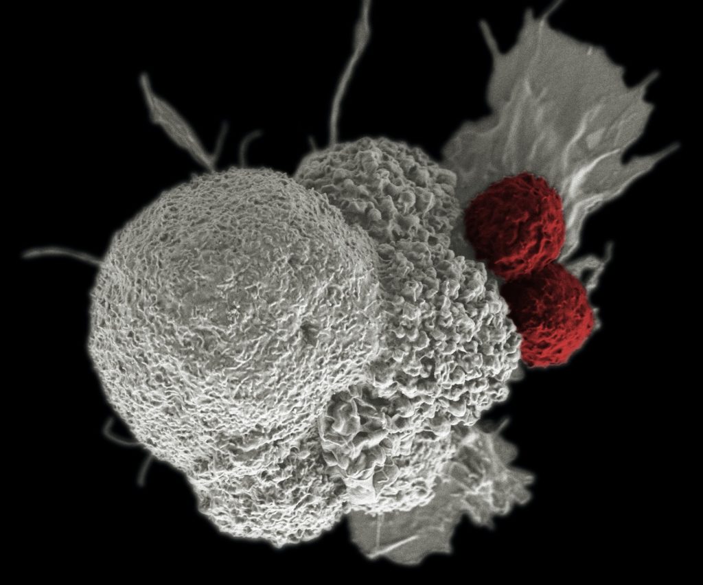 T Cells