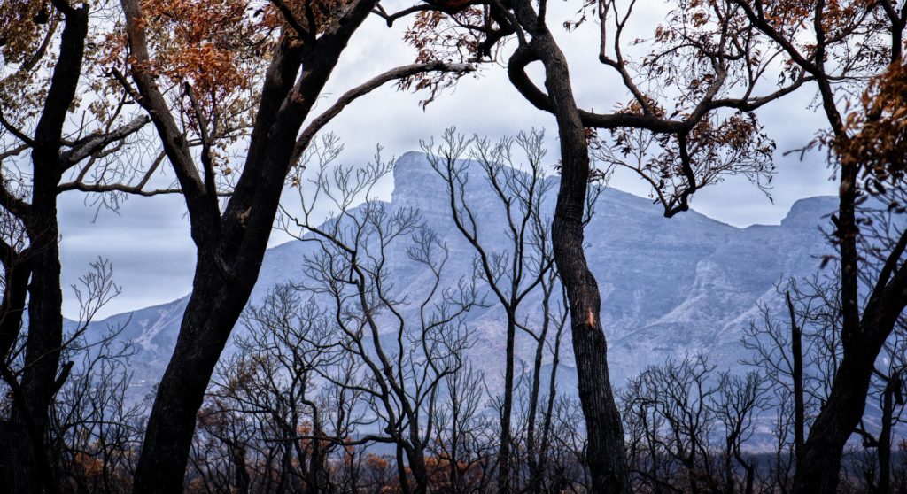 Burnt trees