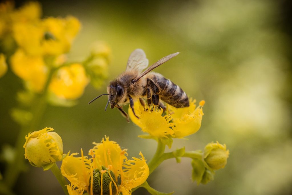 World Bee Day